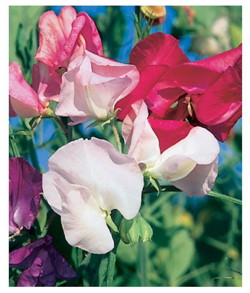     			sweetpea flower seeds for home gardening 10 seeds with coco peat
