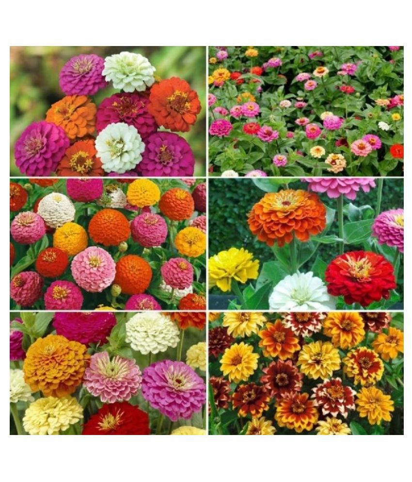     			zinnia flower 25 seed pack more than 10 colors flower seed ( 25 seed )