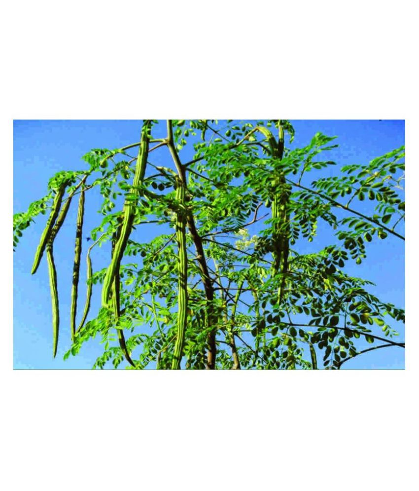     			Variety Moringa/Drumstick Seeds for Plantation Pack Of 15 Seeds