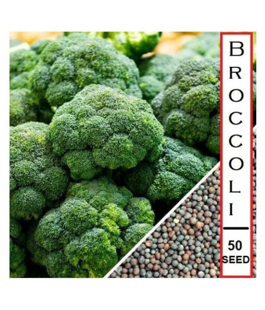     			Broccoli F1 Hybrid Vegetable Seeds - 50 seeds