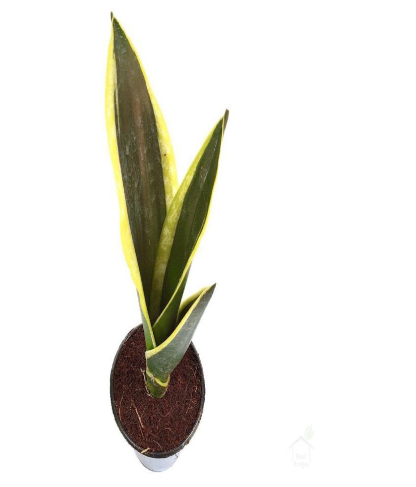 Snake Plant �Black Jack� Buy Snake Plant �Black Jack