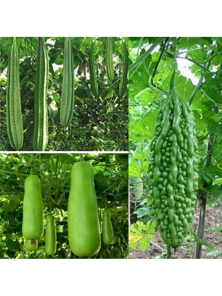     			Vedhahi Organic Lauki Vegetable ( 30 Seeds )