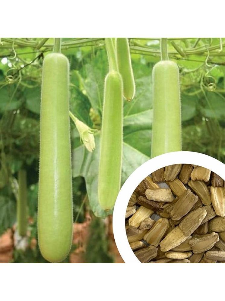     			Aero Seeds Ridge Gourd Pack of 30 Seeds