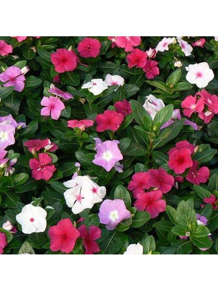     			PARTHVA SEEDS Vinca Flower ( 50 Seeds )