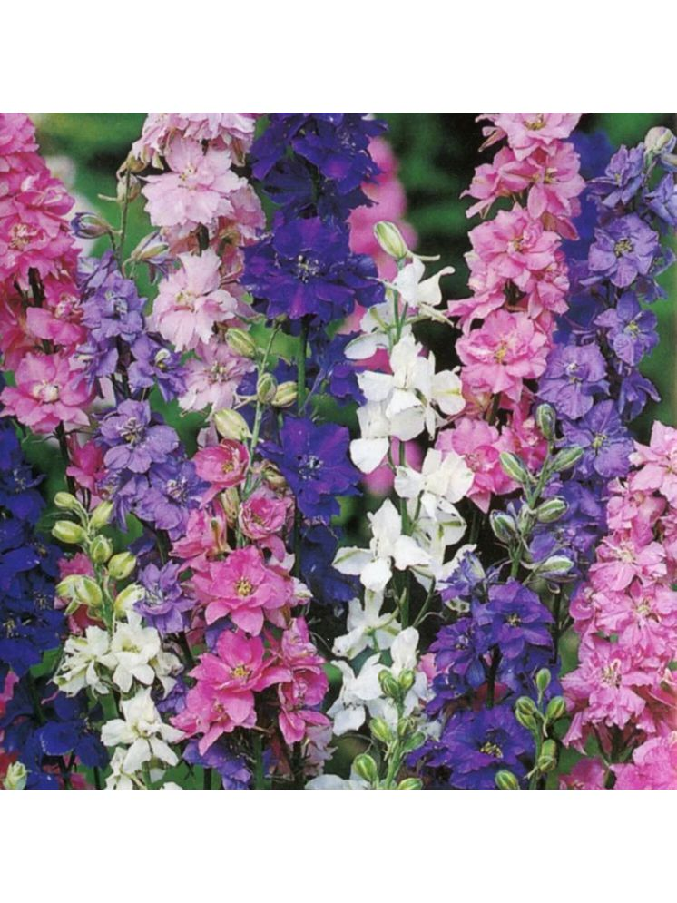     			PARTHVA SEEDS Larkspur Flower ( 40 Seeds )