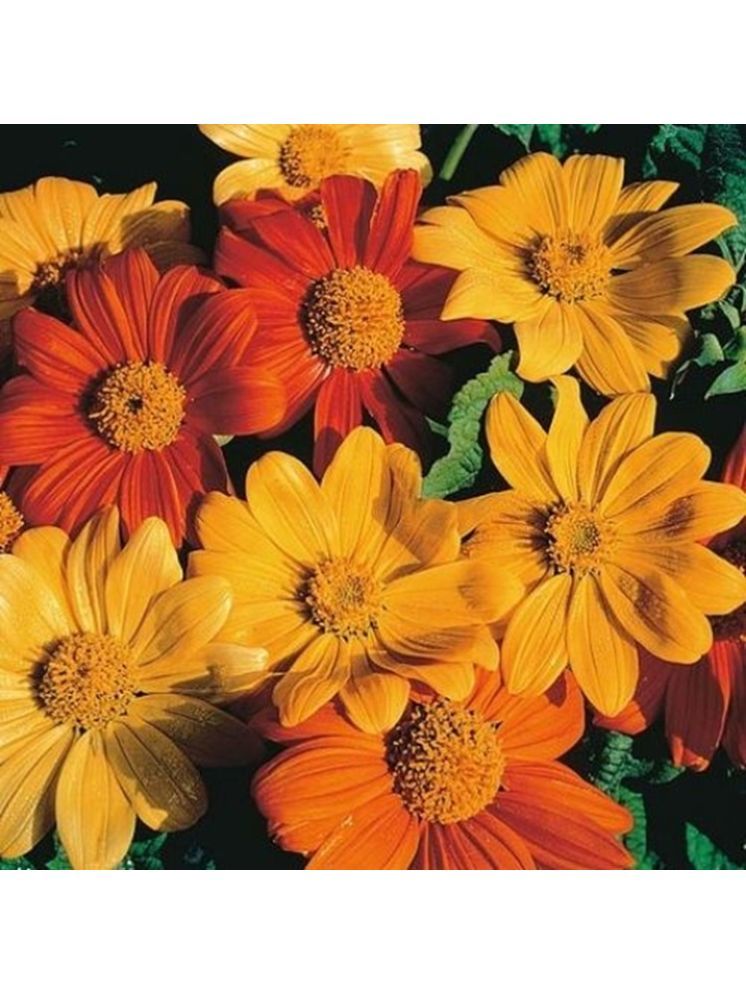     			PARTHVA SEEDS Tithonia Flower ( 40 Seeds )