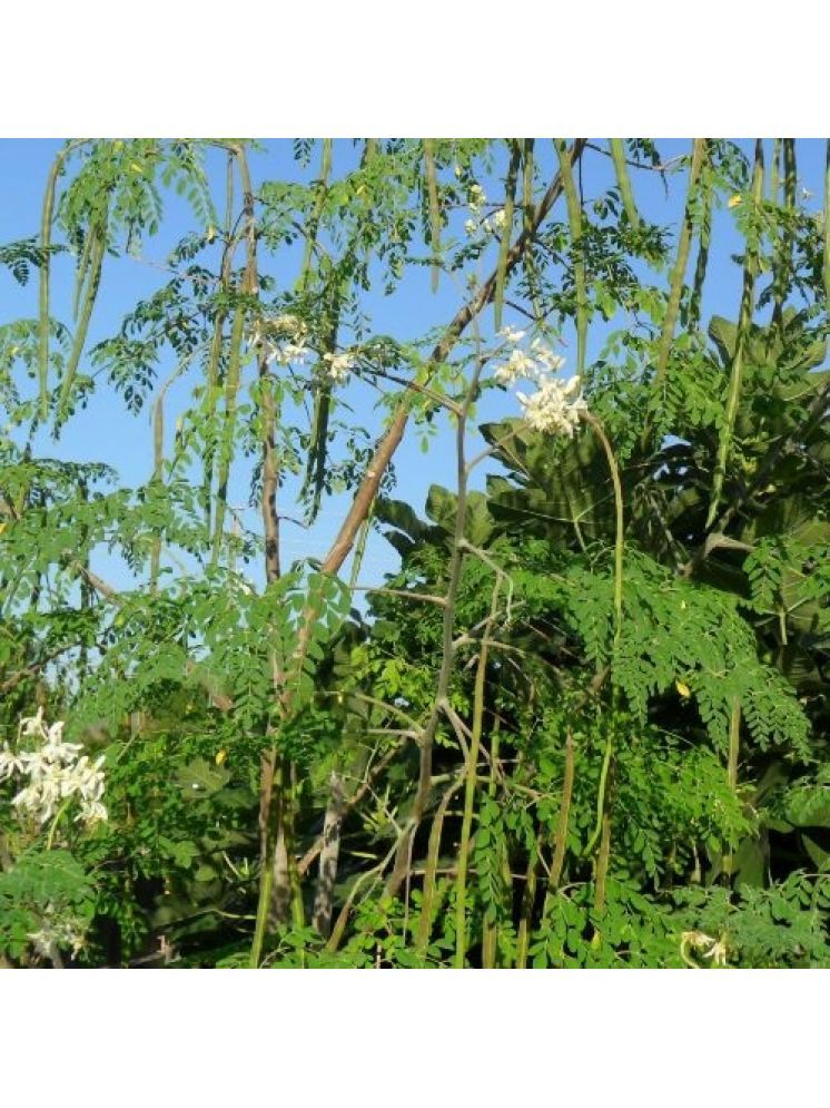     			Jignisha Seeds Hybrid Moringa (Drumstick) Vegetable ( 20 Seeds )