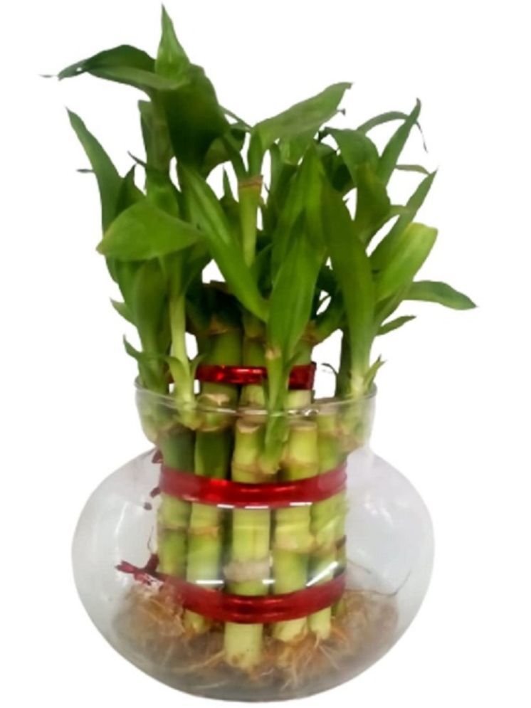     			Green plant indoor Indoor Bamboo Plant ( Pack of 1 )