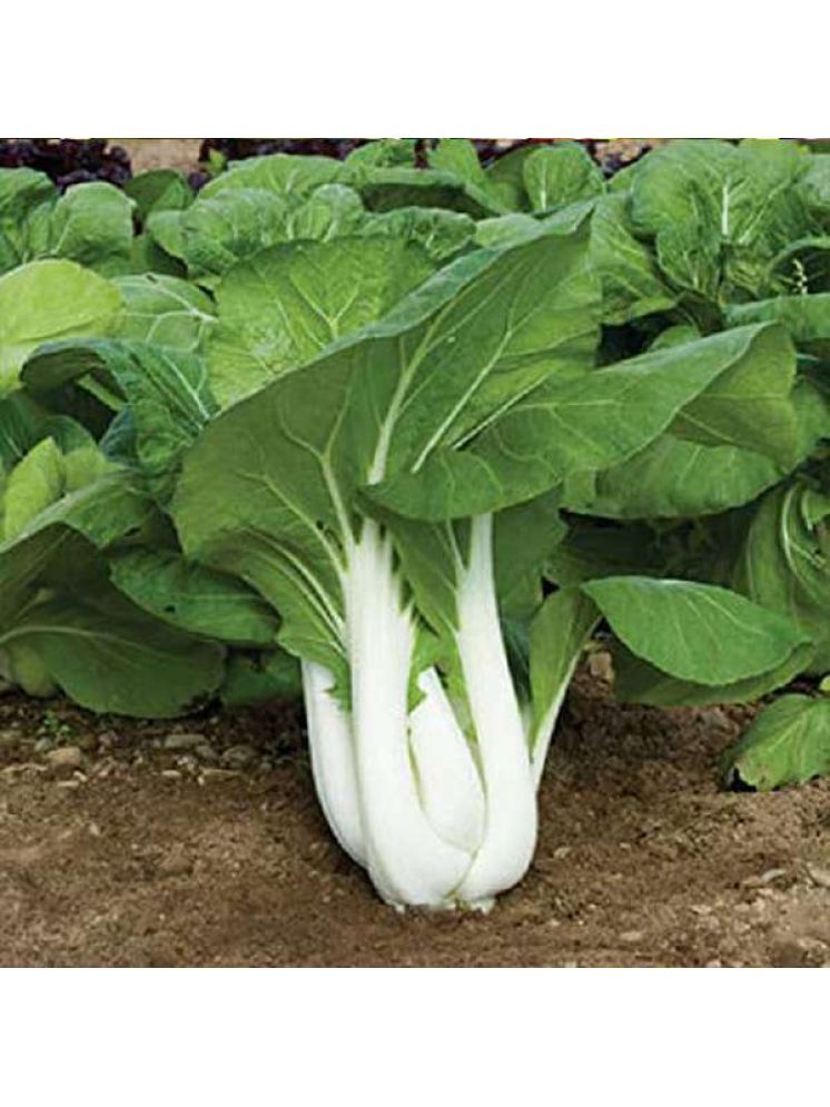     			Jignisha Seeds Bok Choy Vegetable ( 100 Seeds )