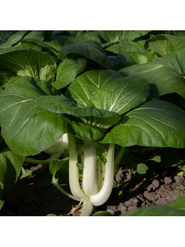     			Jignisha Seeds Bok Choy Vegetable ( 100 Seeds )