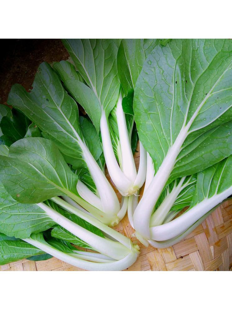     			Jignisha Seeds Hybrid Bok Choy Vegetable ( 100 Seeds )