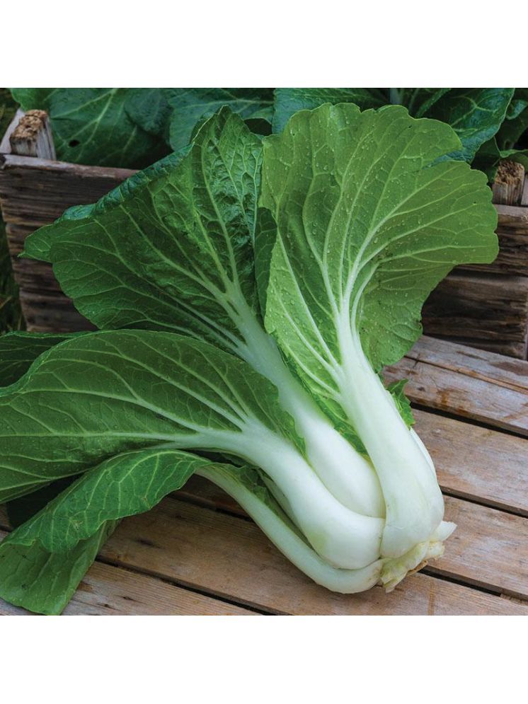     			Jignisha Seeds Hybrid Chinese Cabbage Vegetable ( 100 Seeds )