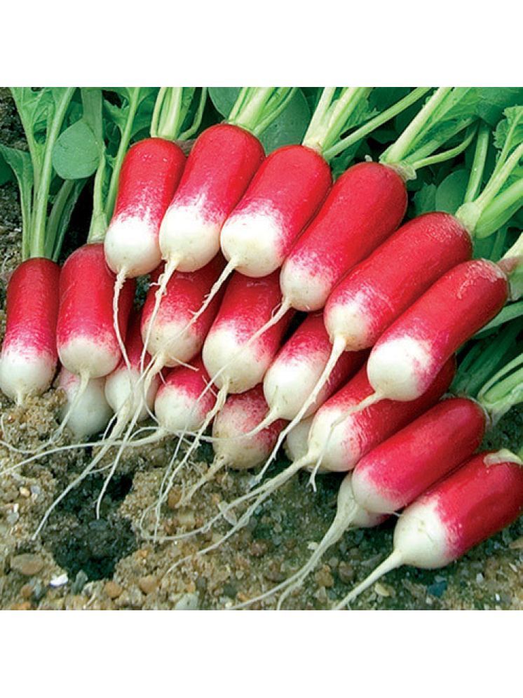     			Jignisha Seeds Hybrid Red Radish Vegetable ( 50 Seeds )