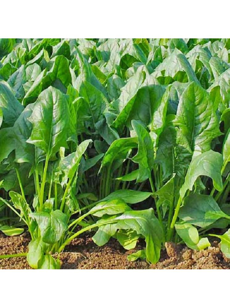     			Jignisha Seeds Hybrid Spinach Vegetable ( 200 Seeds )