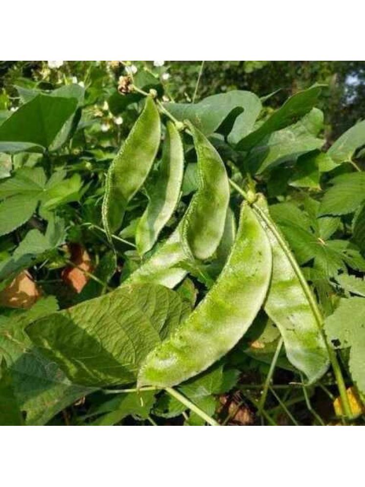     			Jignisha Seeds Hybrid Surti Papdi Vegetable ( 30 Seeds )