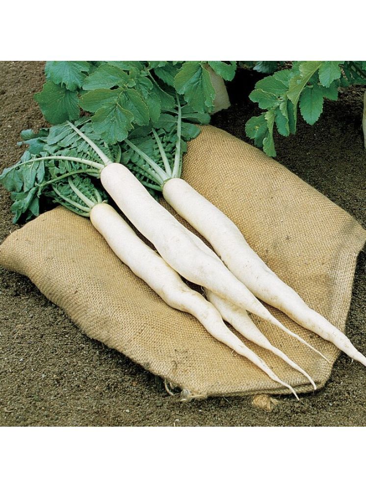     			Jignisha Seeds Hybrid White Radish Vegetable ( 500 Seeds )