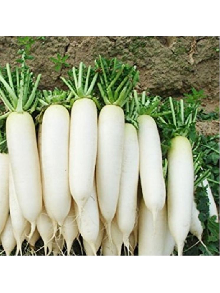     			Jignisha Seeds Hybrid White Radish Vegetable ( 500 Seeds )