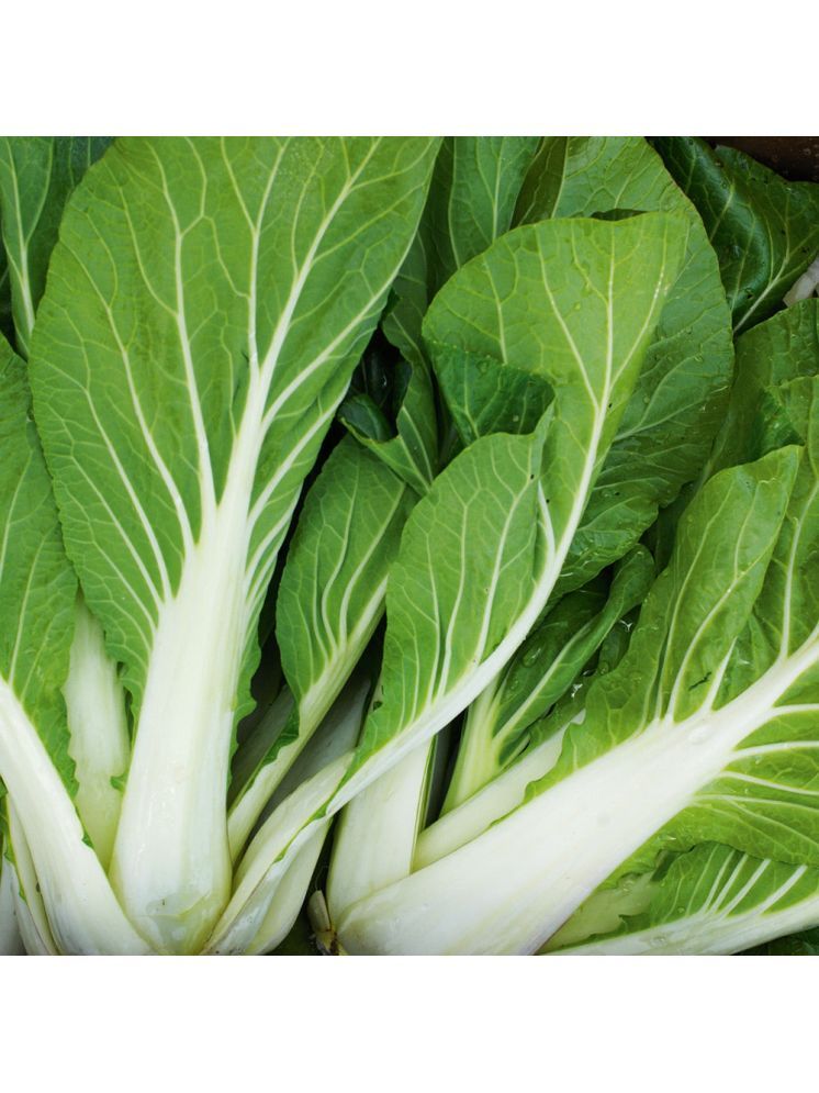     			Jignisha Seeds Organic Chinese Cabbage Vegetable ( 100 Seeds )