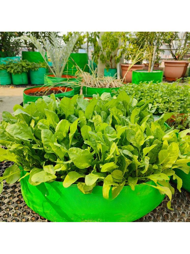     			Jignisha Seeds Organic Spinach Vegetable ( 200 Seeds )