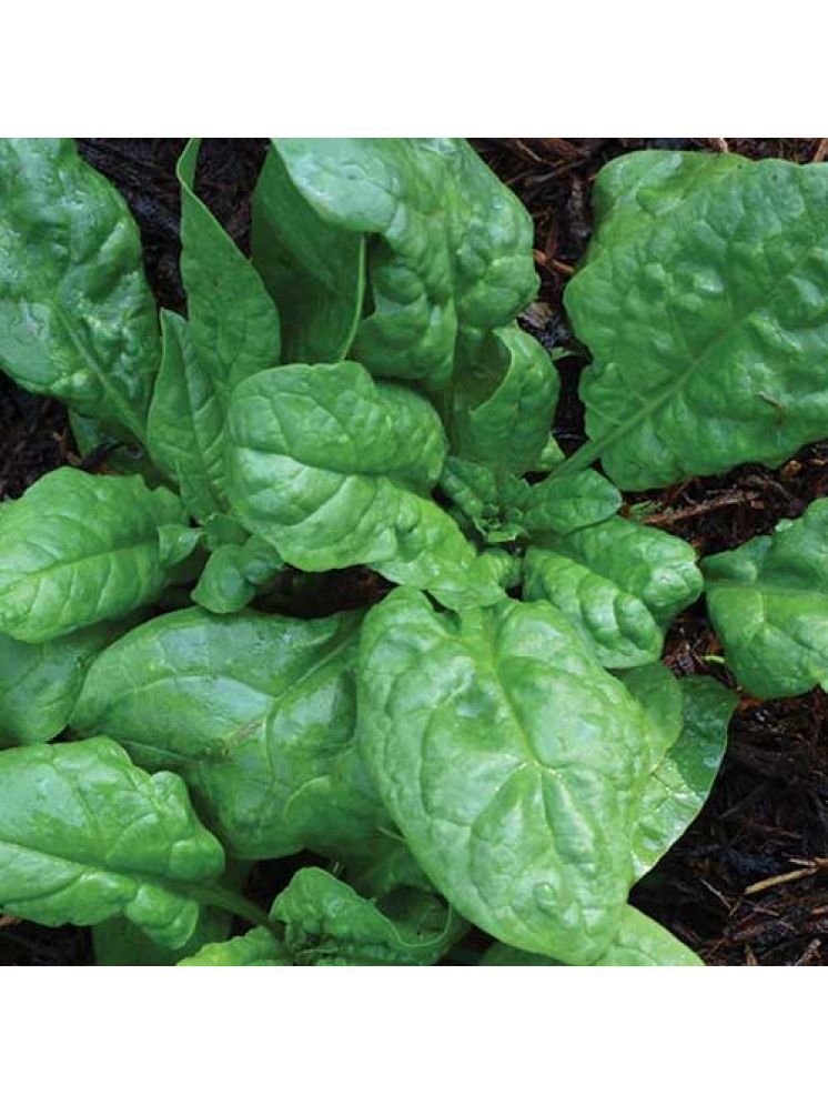     			Jignisha Seeds Organic Spinach Vegetable ( 200 Seeds )