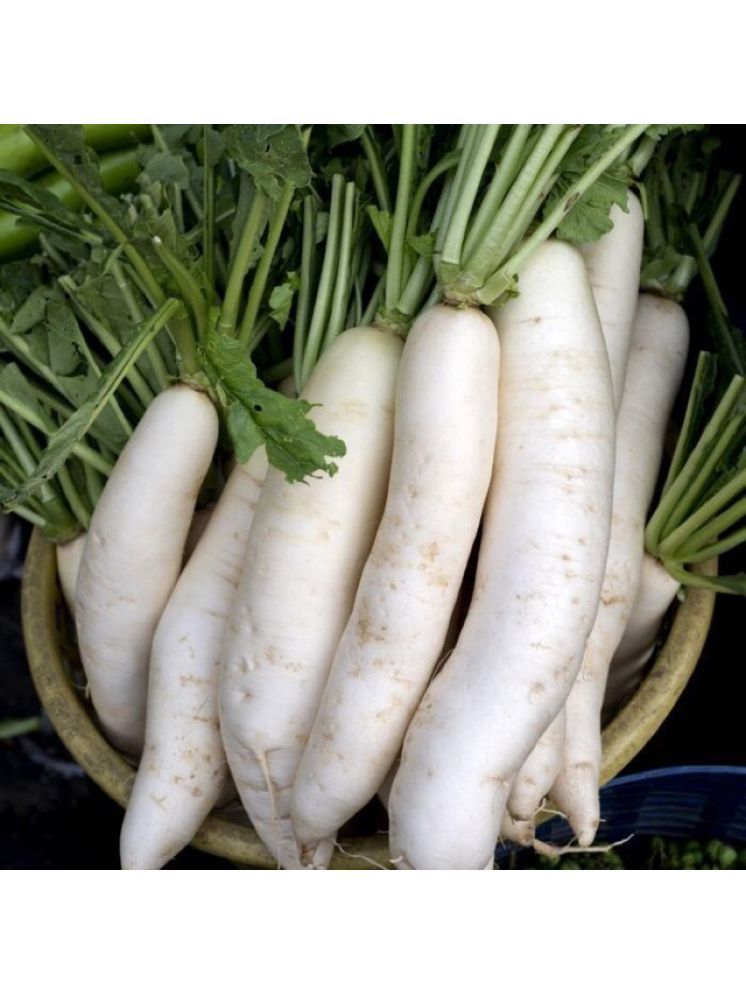     			Jignisha Seeds Organic White Radish Vegetable ( 500 Seeds )