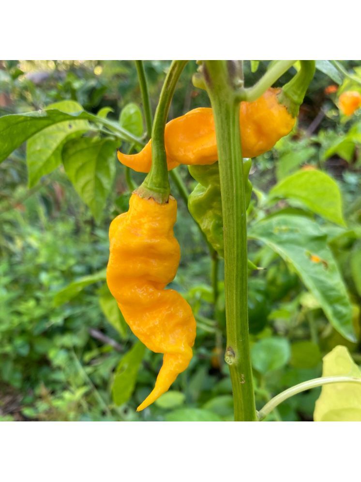     			Jignisha Seeds Bhut Jolokia Chilli Vegetable ( 30 Seeds )