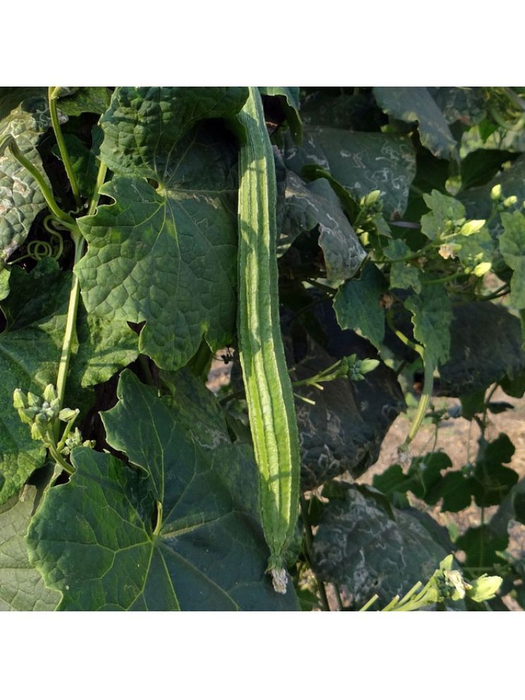     			Jignisha Seeds Hybrid Turai Vegetable ( 30 Seeds )