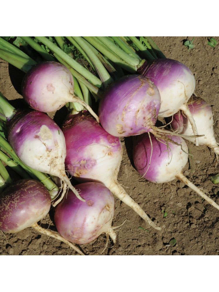     			Jignisha Seeds Hybrid Turnip Purple Top Vegetable ( 50 Seeds )