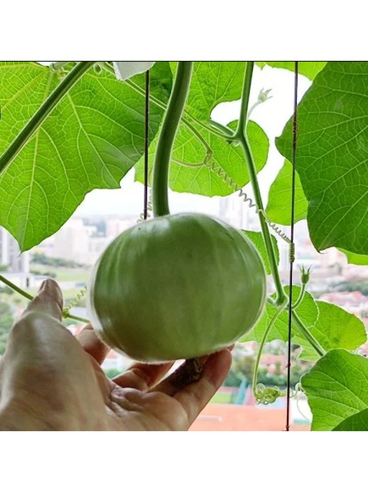     			Jignisha Seeds Organic Indian Round Gourd Vegetable ( 50 Seeds )