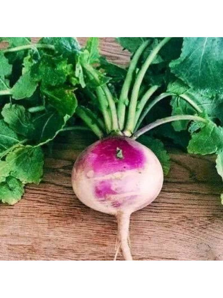     			Jignisha Seeds Organic Turnip Purple Top Vegetable ( 50 Seeds )