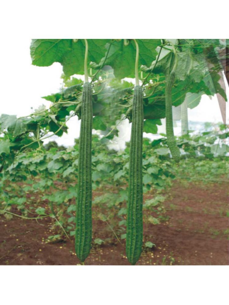     			Jignisha Seeds Turai Vegetable ( 30 Seeds )