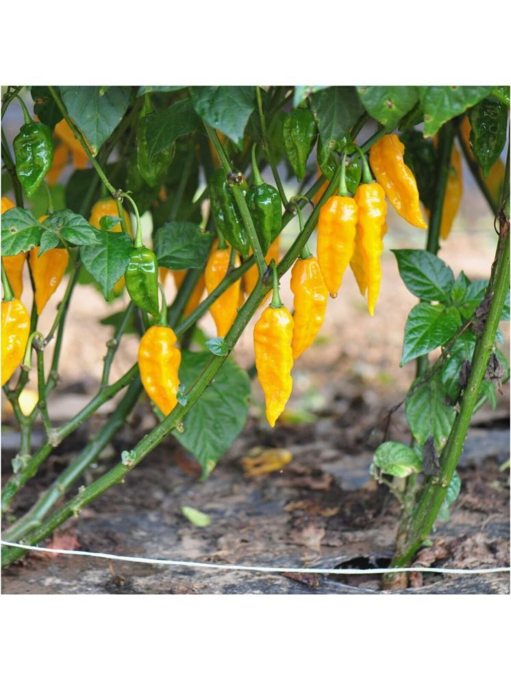     			Jignisha Seeds Organic Yellow Ghost Chilli Vegetable ( 30 Seeds )