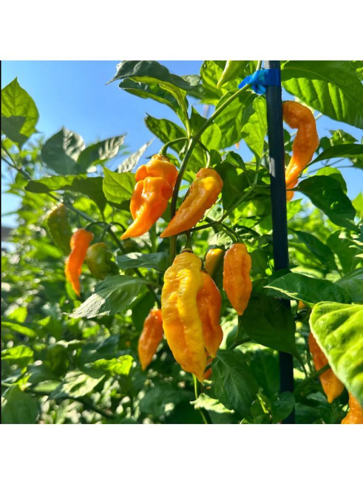     			Jignisha Seeds Organic Yellow Ghost Chilli Vegetable ( 30 Seeds )