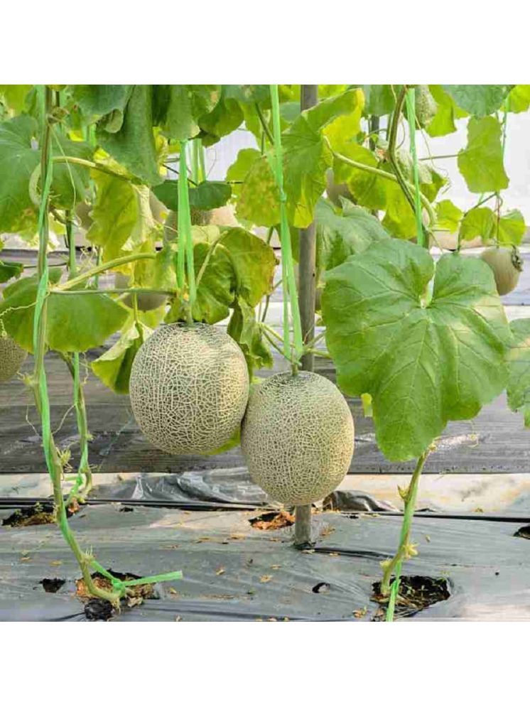     			Jignisha Seeds Hybrid Muskmelon Fruit ( 30 Seeds )