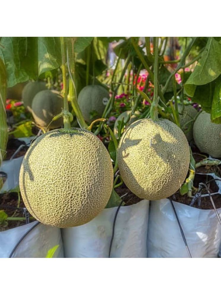     			Jignisha Seeds Hybrid Muskmelon Fruit ( 30 Seeds )