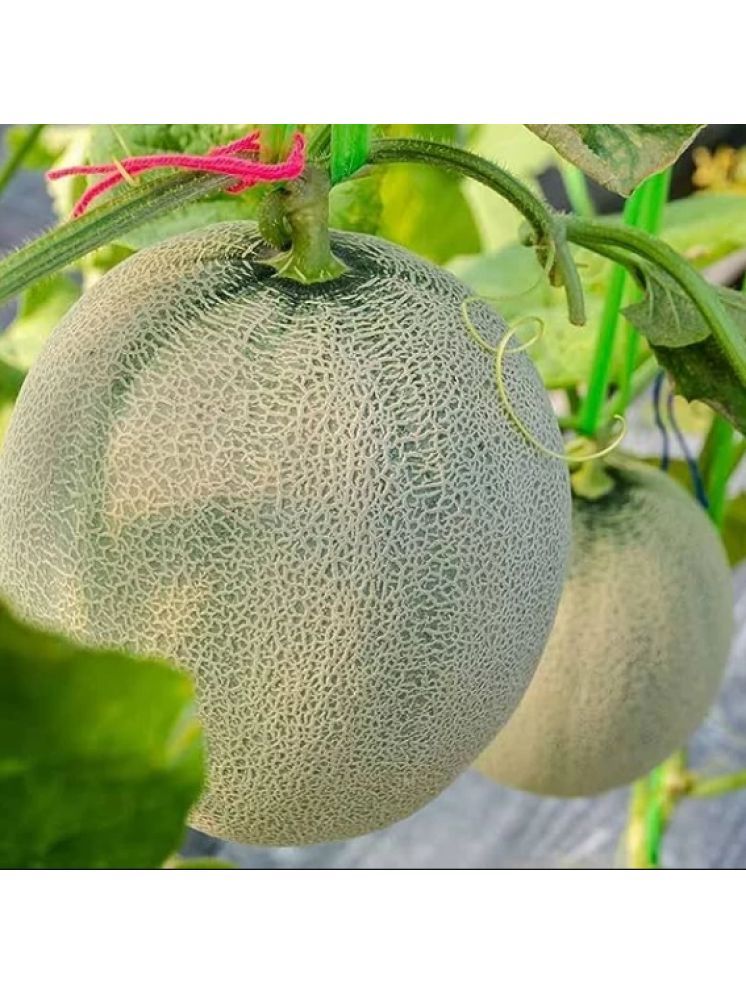     			Jignisha Seeds Hybrid Muskmelon Fruit ( 30 Seeds )