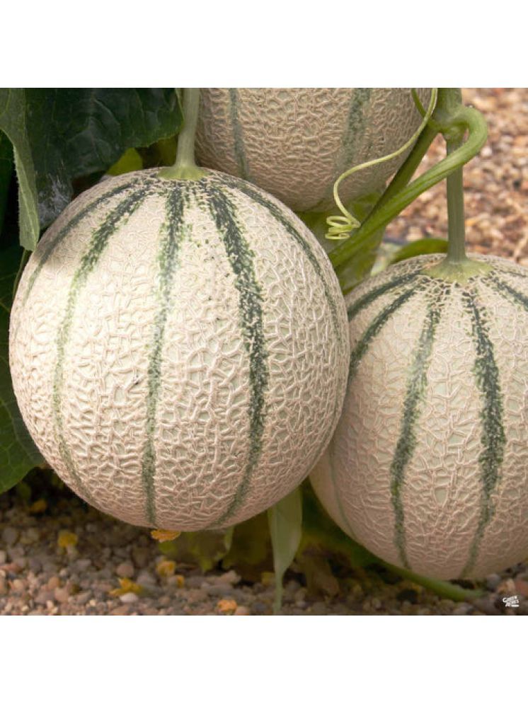     			Jignisha Seeds Hybrid Muskmelon Fruit ( 30 Seeds )