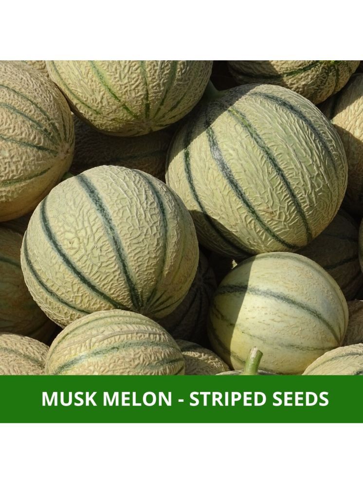     			Jignisha Seeds Muskmelon Striped Fruit ( 30 Seeds )