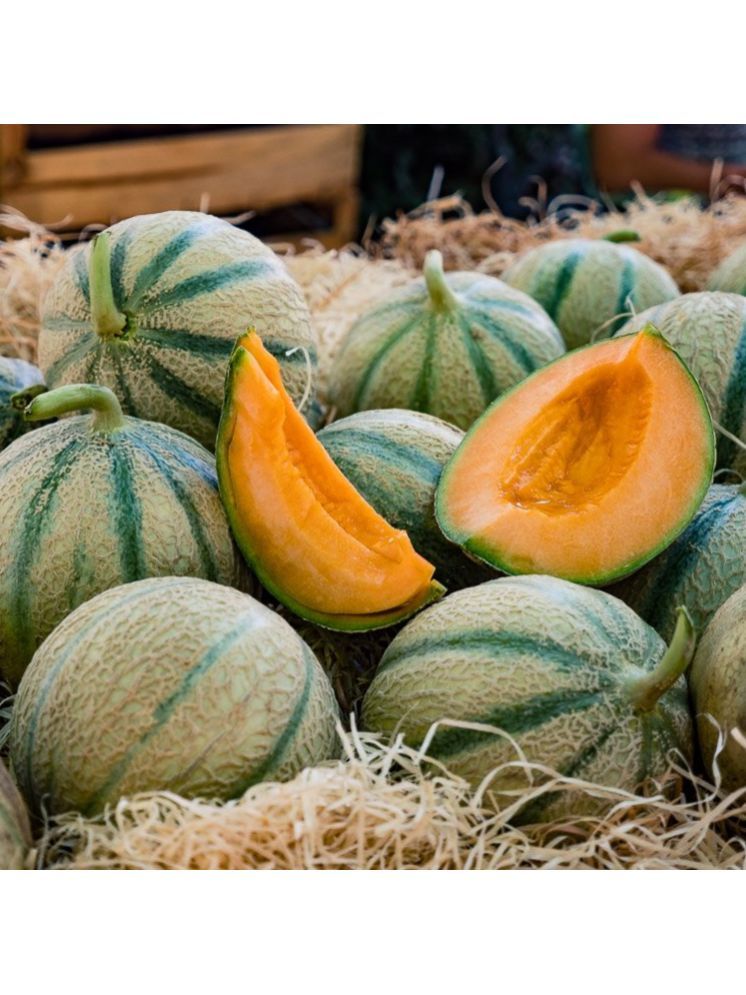     			Jignisha Seeds Muskmelon Striped Fruit ( 30 Seeds )