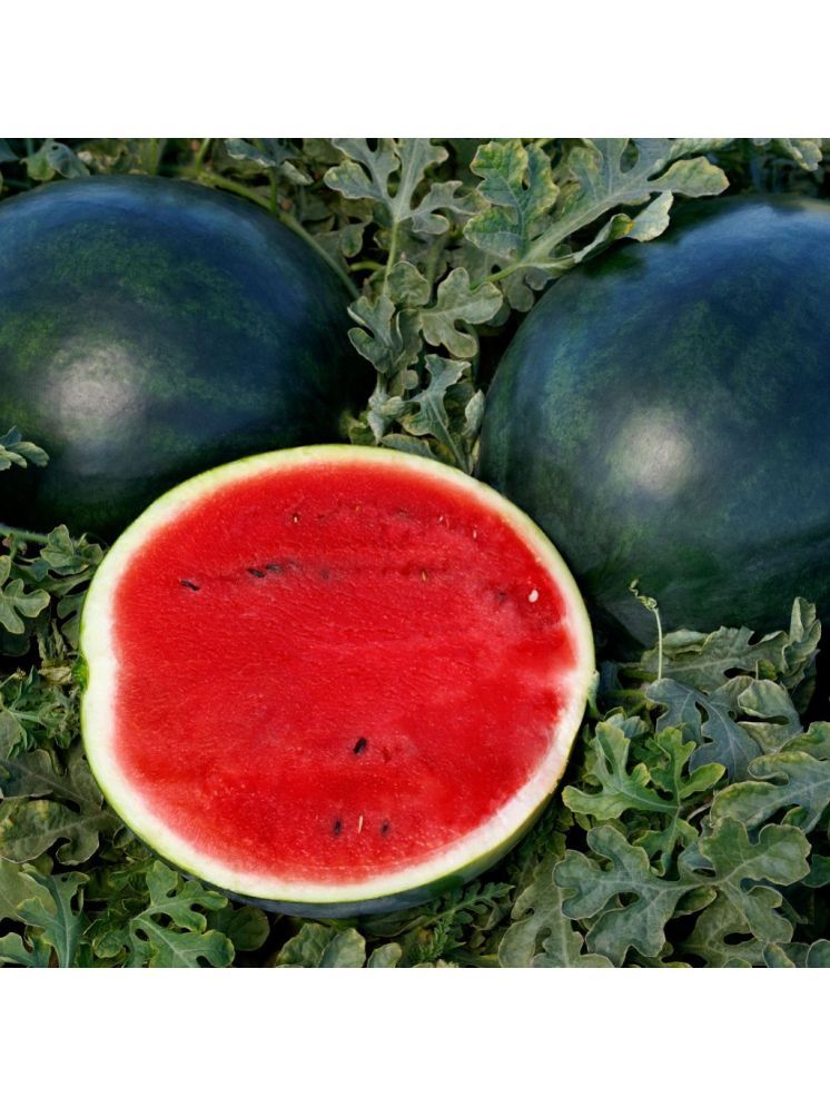     			Jignisha Seeds Black Watermelon Fruit ( 10 Seeds )