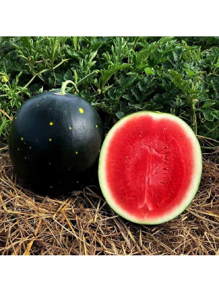     			Jignisha Seeds Black Watermelon Fruit ( 10 Seeds )