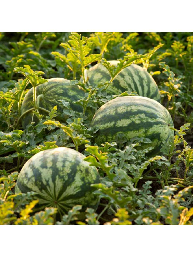     			Jignisha Seeds Hybrid Green Watermelon Fruit ( 10 Seeds )