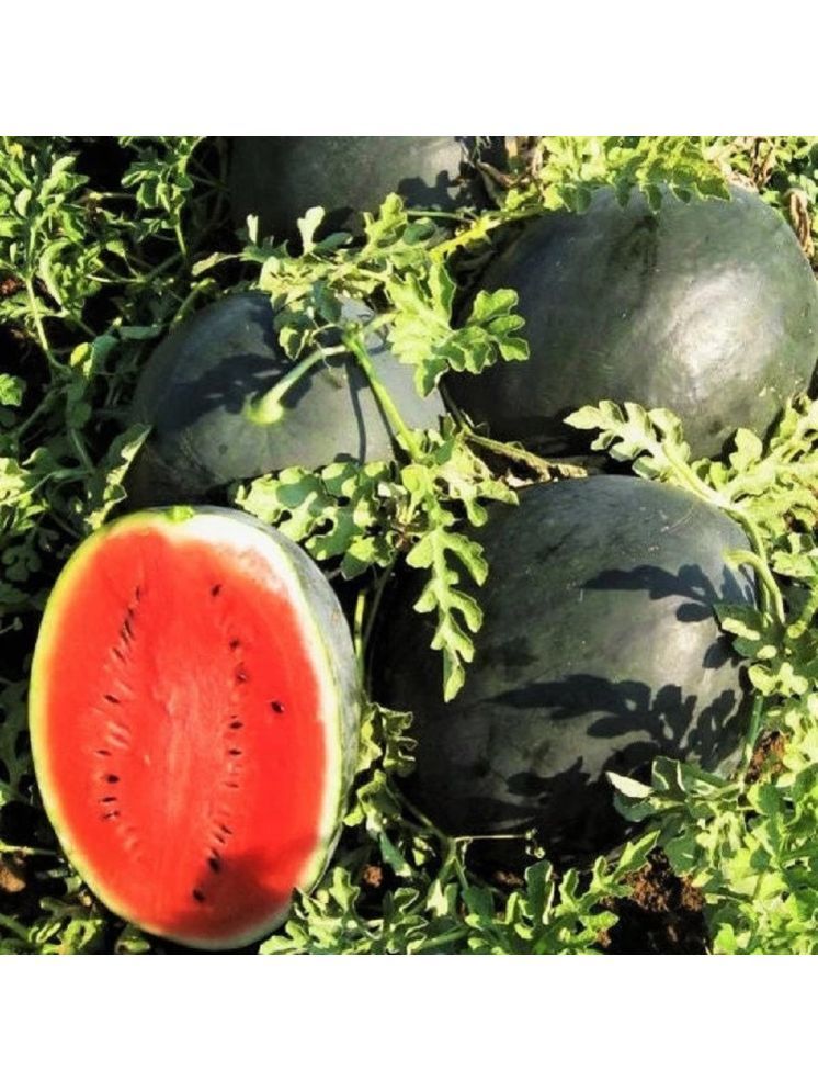     			Jignisha Seeds Hybrid Tarbuj Fruit ( 10 Seeds )