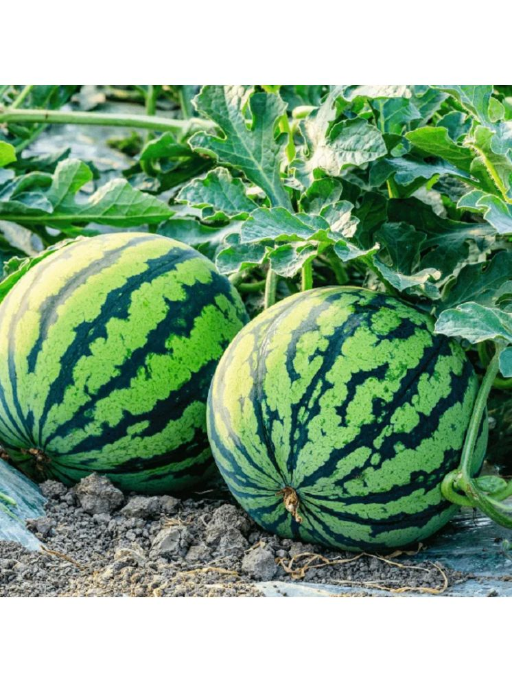     			Jignisha Seeds Organic Green Watermelon Fruit ( 10 Seeds )