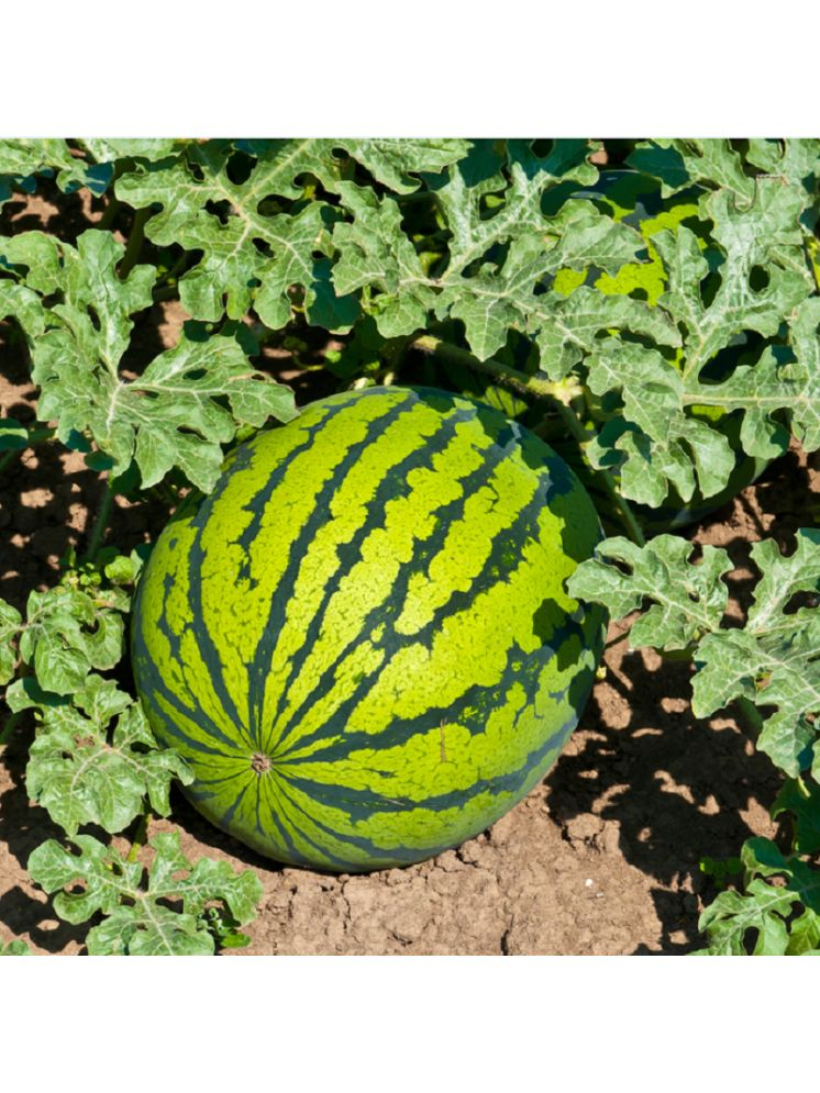     			Jignisha Seeds Organic Green Watermelon Fruit ( 10 Seeds )