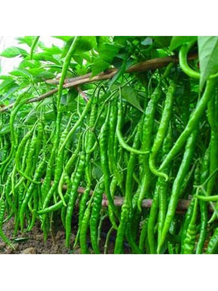     			LiveNature Green Chilli Vegetable ( 100 Seeds )