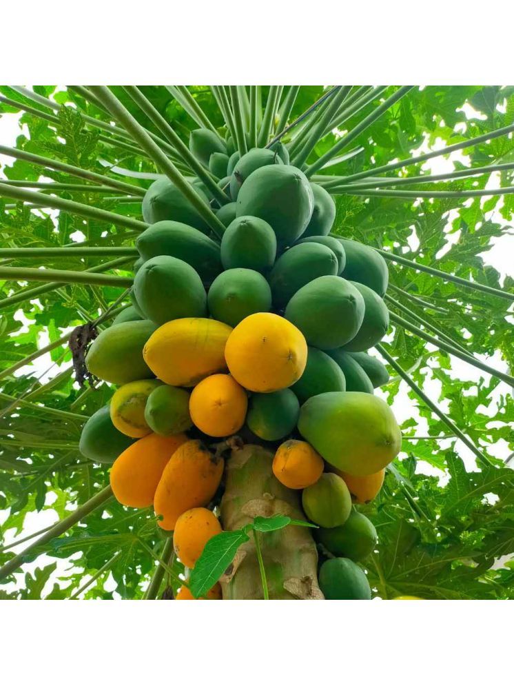     			Jignisha Seeds Organic Papaya (Red Lady) Fruit ( 100 Seeds )