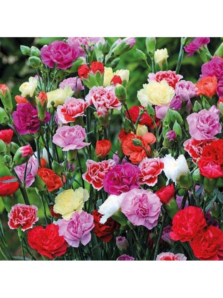     			Jignisha Seeds Carnation Mixed Flower ( 30 Seeds )