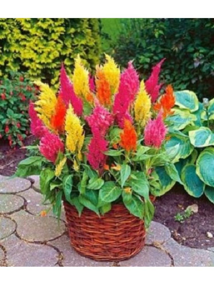     			Jignisha Seeds Celosia Mixed Flower ( 30 Seeds )