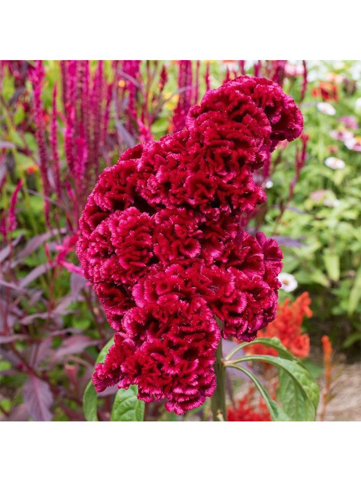     			Jignisha Seeds Cockcomb Red Flower ( 30 Seeds )